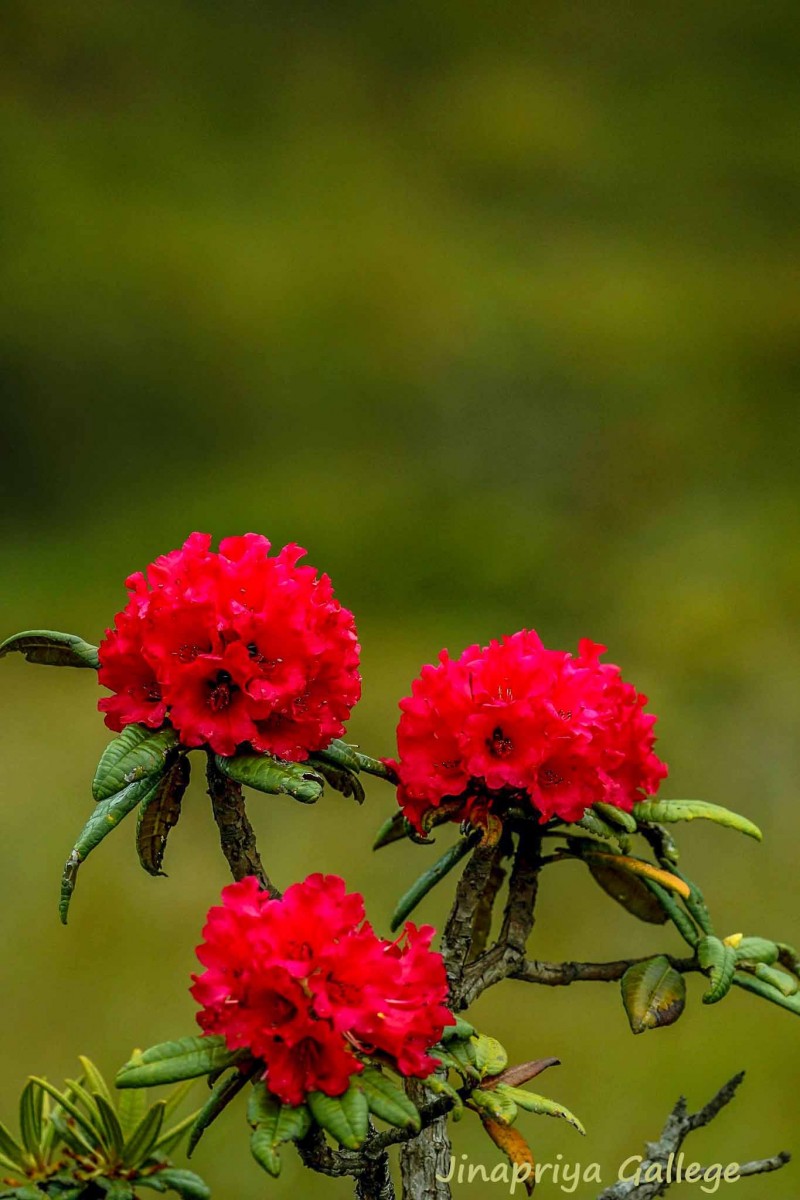 Rhododendron arboreum subsp. zeylanicum (Booth) Tagg